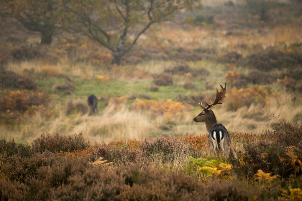 Cannock Chase Forest