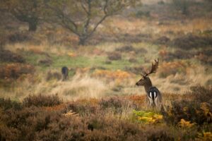 Cannock Chase Forest